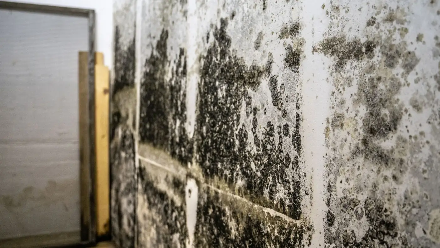 Basement wall with dark mold growth beside a wood frame