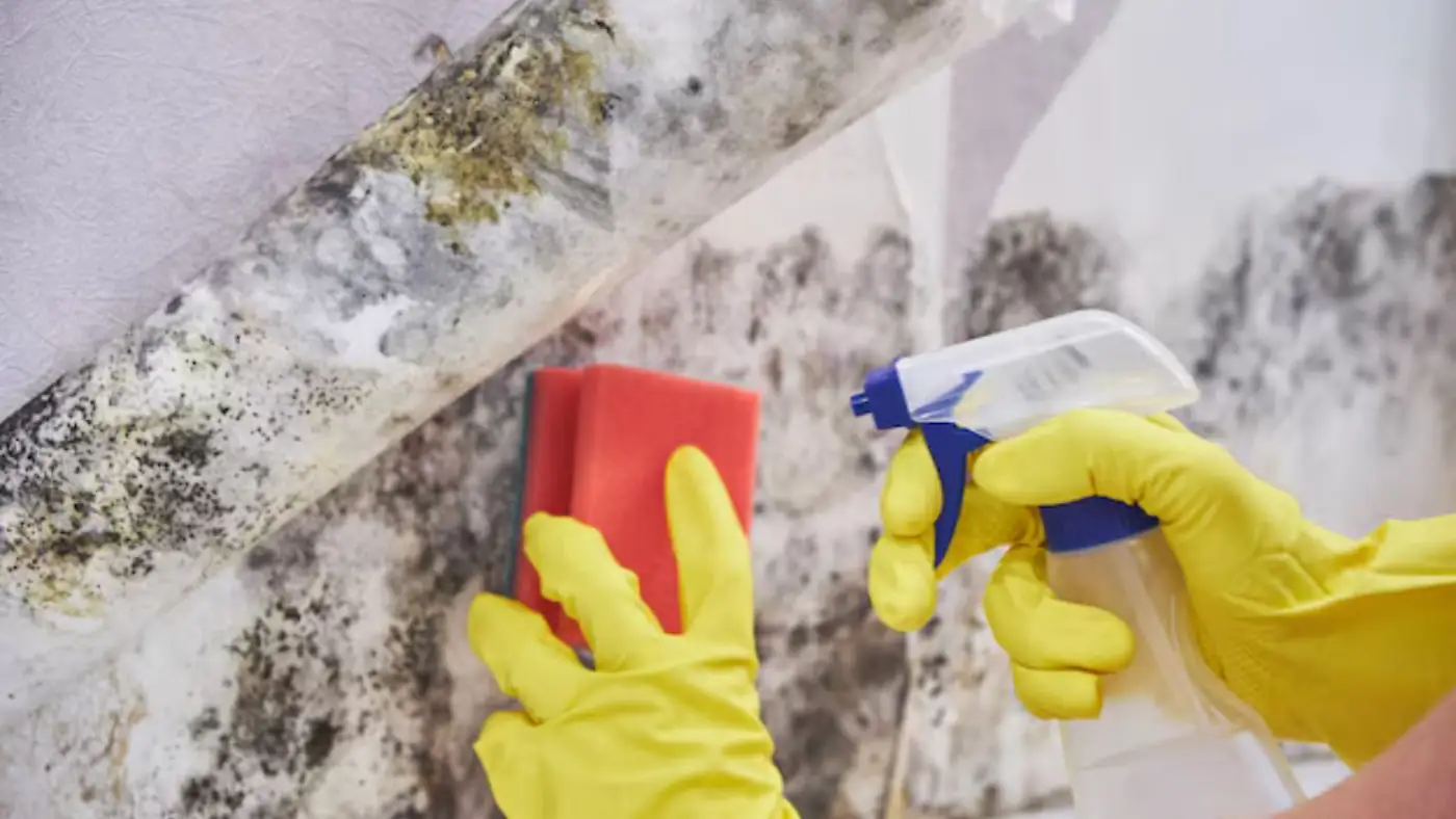 Gloved hands using a sponge and spray bottle on a moldy wall