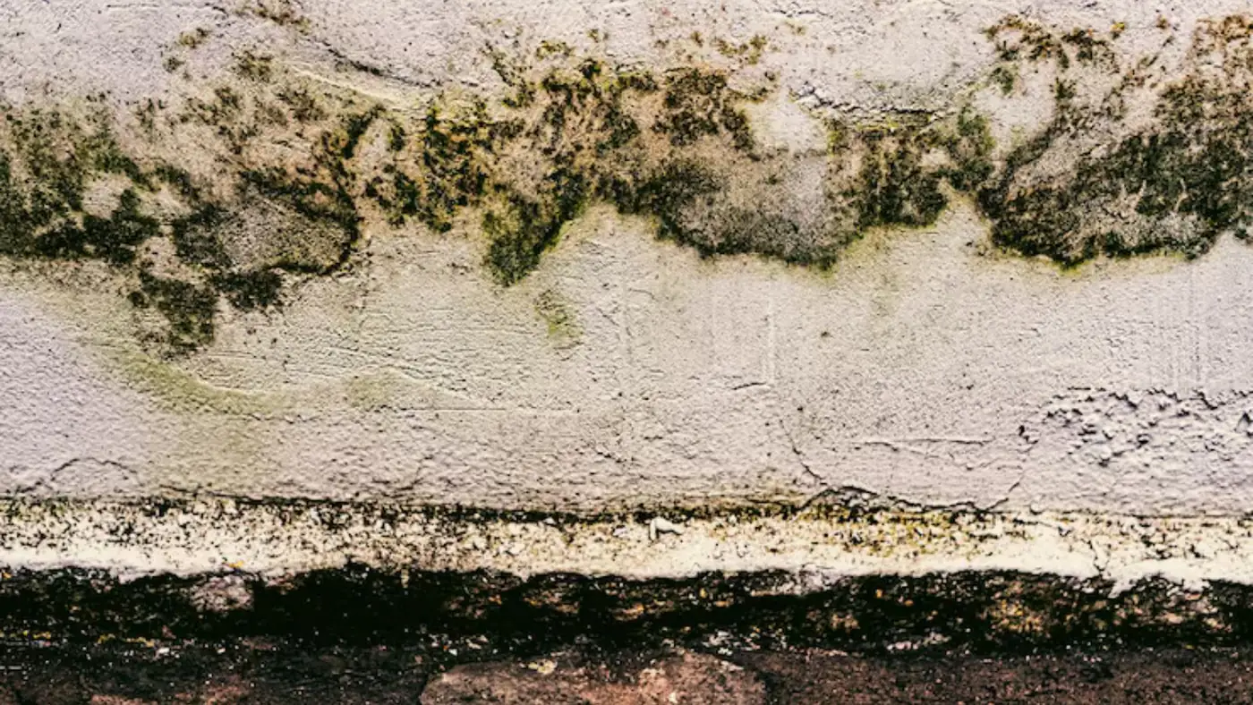 Green and black mold along a wood trim line on a wall