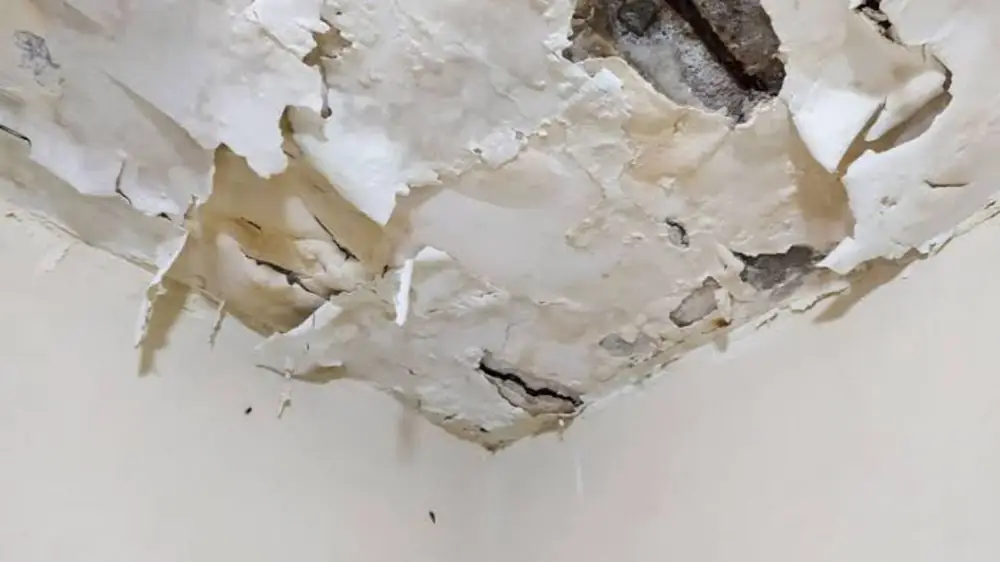 Peeling ceiling paint near a corner after a leak