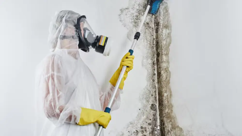 Worker in a respirator and suit treating a moldy wall with a pole
